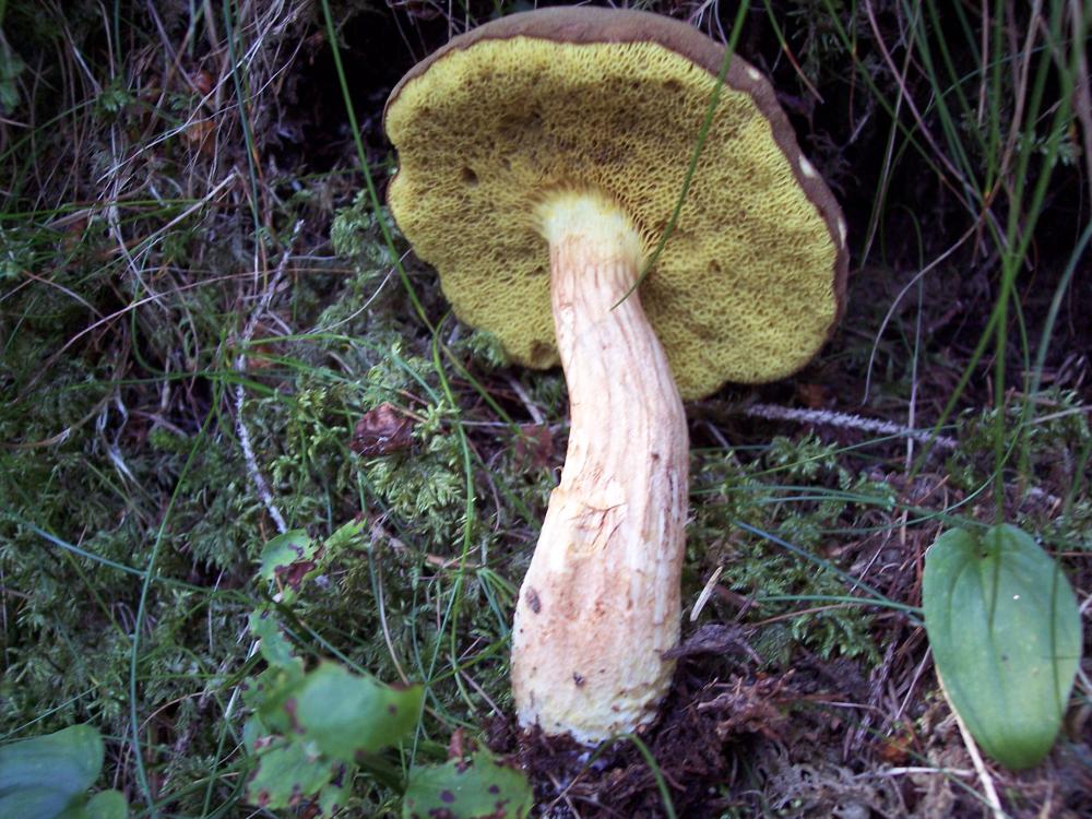 Finalmente funghi in valle (aosta)